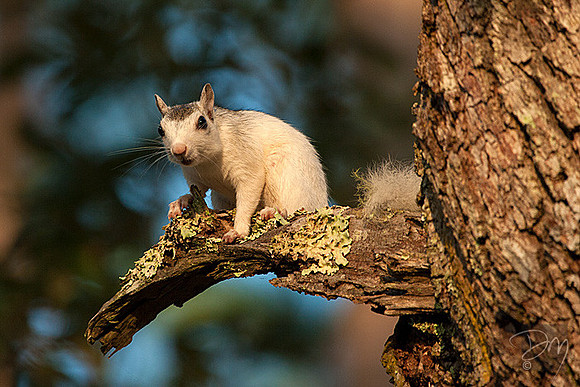 White Squirrel