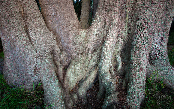 Oak Cradle