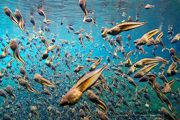 Tadpole Flow