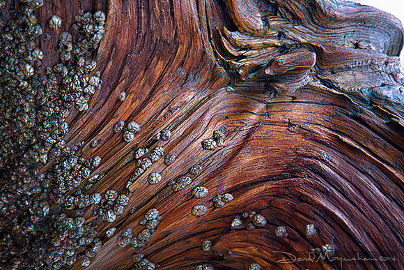 Barnacle Adornment
