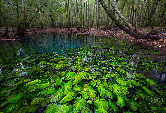 Baltzell Spring