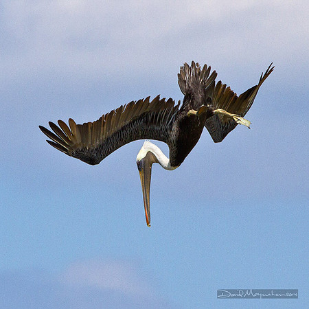 Pelican Diver
