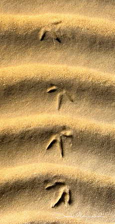 Written in Sand