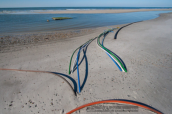Wire Grass