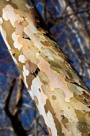 Sycamore