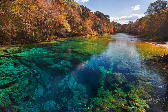 Cypress_Spring