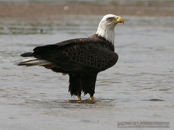 Apalachicola Eagle