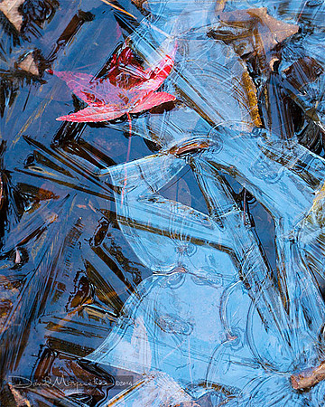 Red_Leaf__in_Ice