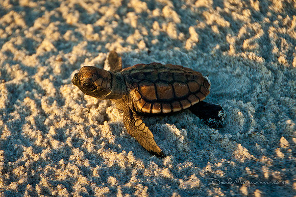 Loggerhead Hatchling