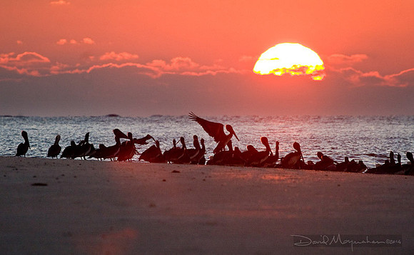 Pelican Sunset