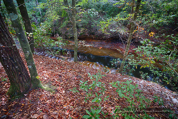 Econfina Creek High Bank