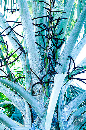 Cocoa_Beach_Palm