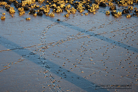 Oysters and Tracks