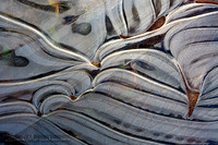 Zebra Ice