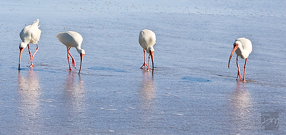 Cocoa_Beach_Ibis