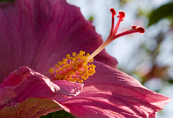 Hibiscus