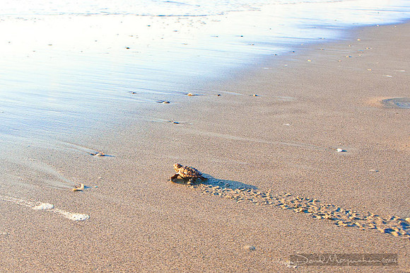 Hatchling To Water