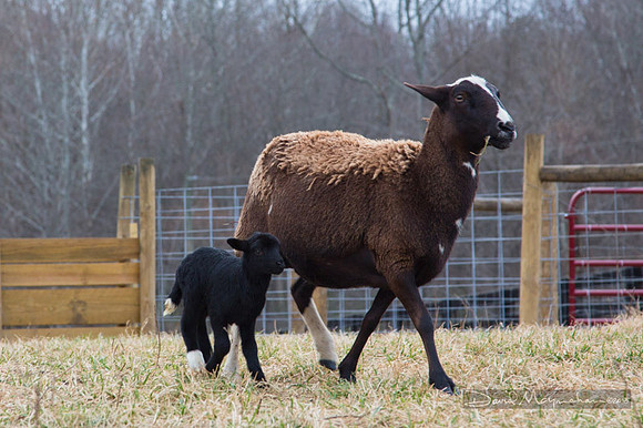 Farm-5633