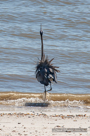 Great Blue Mating Dance