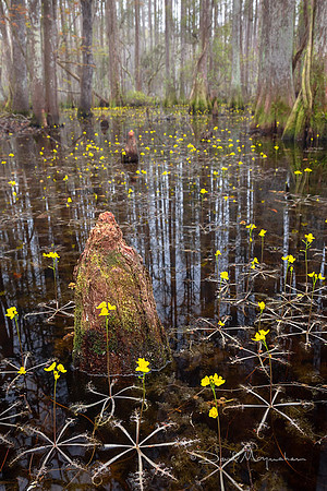 Bladderwort