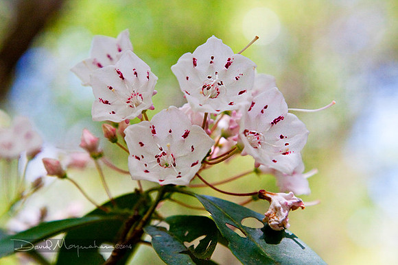 Econfina Mountain Laurel