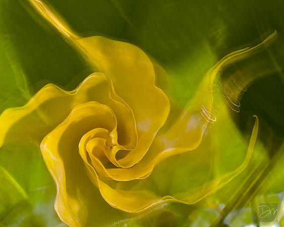 Floral_Ether