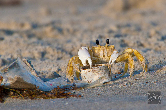 Ghost Crab