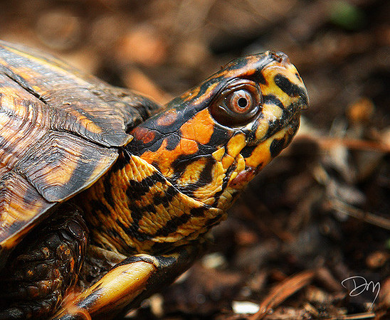 Box Turtle