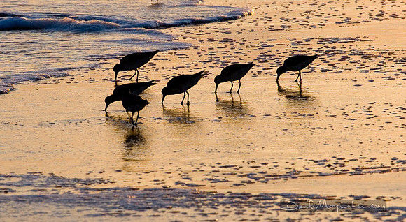 Shorebird Silhouette