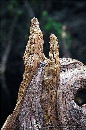 On_the_Knees_of_the_Sage