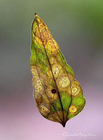 Natures Stained Glass