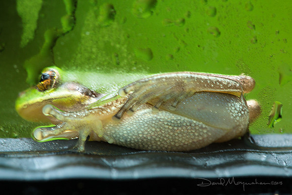 Wet Window Frog