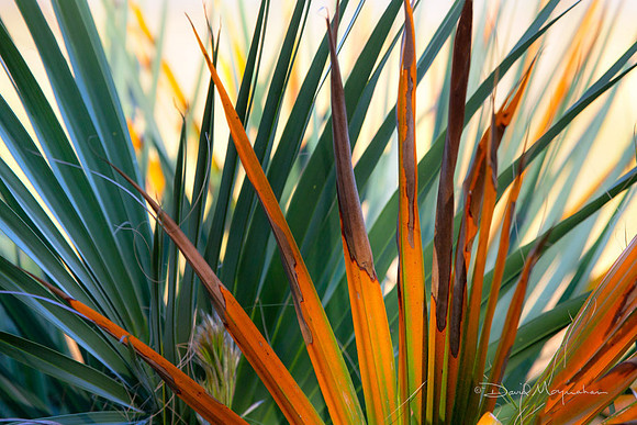 Palmetto Study