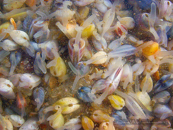 Living Beach Sand