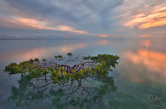 Solo Mangrove