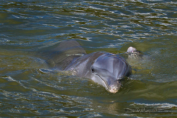 Dolphin Face