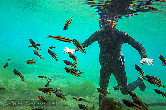 Crystal & Tadpoles