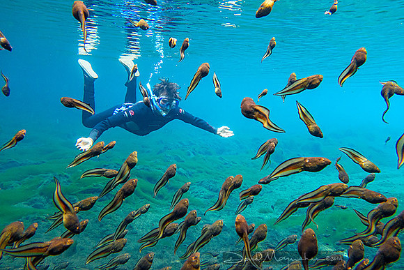 Crystal Diver