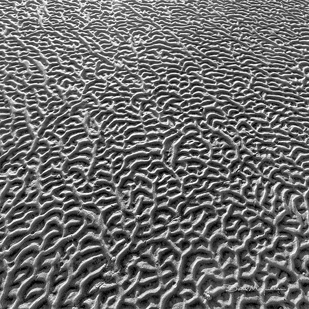 Sand Lace