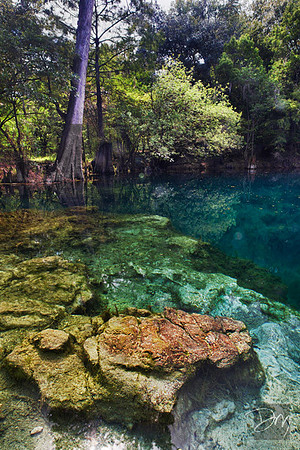 Royal_Spg_Suwannee_V-lg