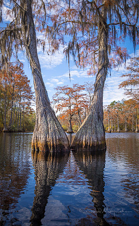 Double Tree Autumn