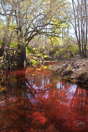 Sopchoppy_Red_Waters_3229-lg