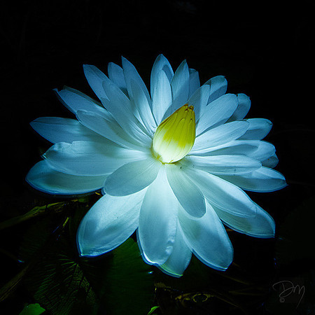 Night-blooming Water Lily