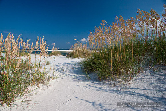 Sea Oats