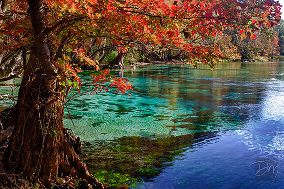Cypress Spring