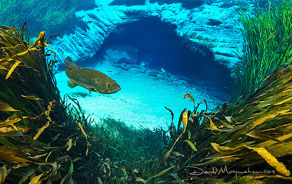 Blue Spring Bass