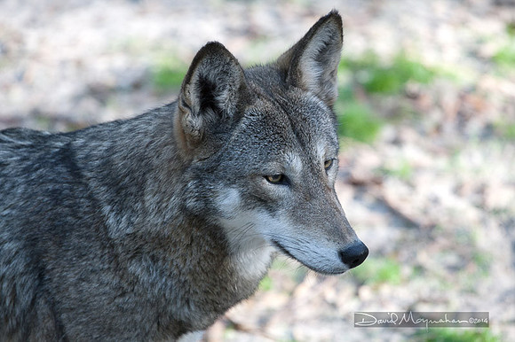 Red Wolf Portrait 2