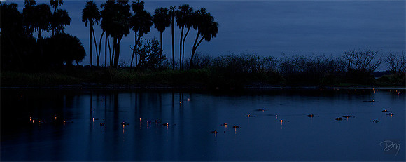 Gator Eyes Palm Pano