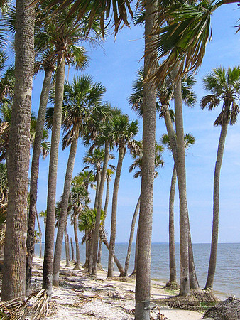 Palm Coast of St. Vincent Island